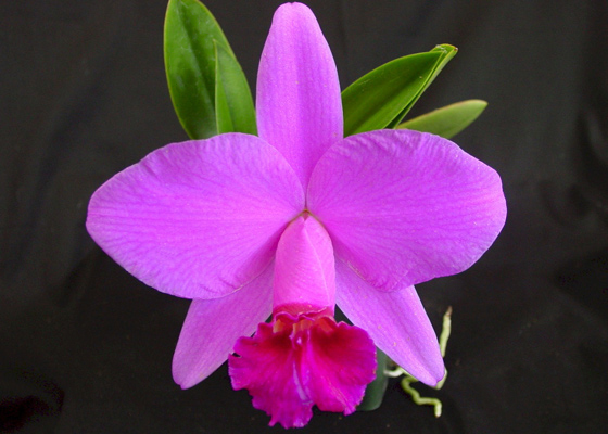 Cattleya pumila 'SanBar Stunner'