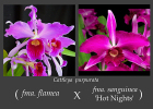 Cattleya purpurata ( flamea x sanguinea )