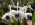 Cattleya purpurata fma. werkhauseri