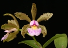 Cattleya Quinquecolor
