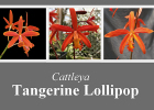 Cattleya Tangerine Lollipop