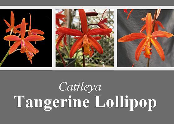 Cattleya Tangerine Lollipop