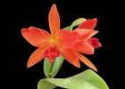 Cattlianthe Melon Star