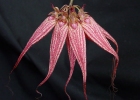 Cirrhopetalum Elizabeth Ann 'Buckleberry', FCC/AOS