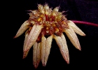 Cirrhopetalum sikkimense specimen