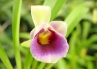 Cochleanthes discolor