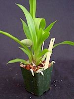 Cochleanthes discolor