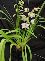 Cymbidium Bengal Bay 'Dee', HCC/AOS, B/CSA