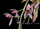 Cymbidium dayanum