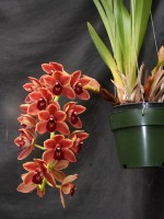 Cymbidium Dr. Len 'Ruby Sunset'