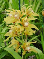 Cymbidium Early Harvest