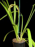 Cymbidium Early Harvest