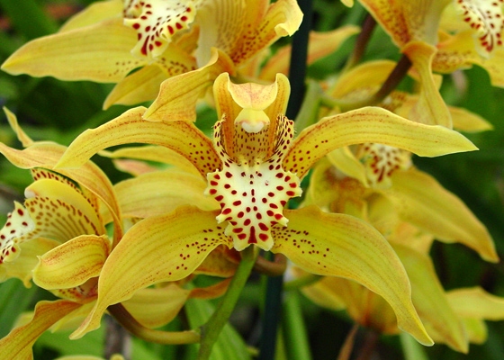 Cymbidium Early Harvest