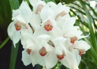 Cymbidium erythrostylum