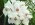 Cymbidium erythrostylum