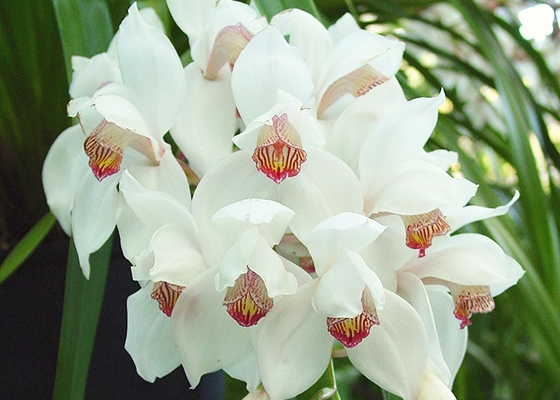 Cymbidium erythrostylum