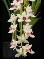Cymbidium Gladys Whitesell 'Contrast'