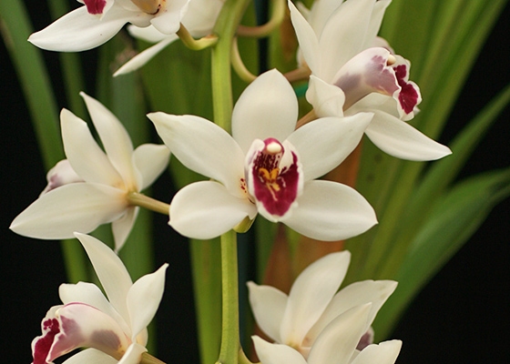 Cymbidium Gladys Whitesell 'Contrast'