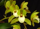 Cymbidium Hold That Tiger