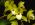 Cymbidium Hold That Tiger