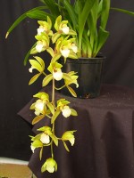 Cymbidium Hold That Tiger