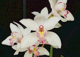 Cymbidium Independence Day 'Festivity', B/CSA