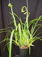 Cymbidium Independence Day 'Festivity', B/CSA