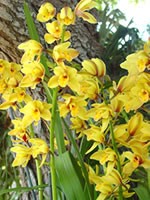 Cymbidium Nonna 'Goldilocks', AM/AOS, B/CSA