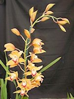 Cymbidium Pearl 'Magnificum', FCC/RHS
