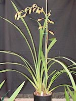 Cymbidium Pearl 'Magnificum', FCC/RHS