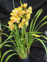 Cymbidium Saharan Sunrise 'Santa Barbara'