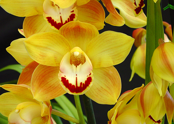 Cymbidium Saharan Sunrise 'Santa Barbara'