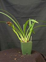 Cymbidium Showgirl 'Malibu', HCC/AOS, S/CSA