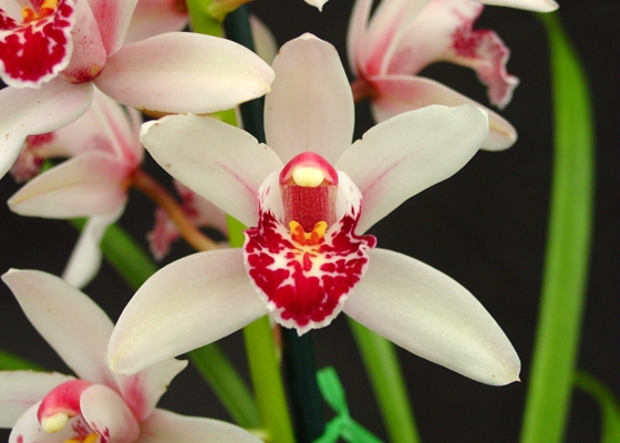 Cymbidium Showgirl 'Malibu', HCC/AOS, S/CSA