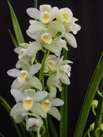 Cymbidium Sleeping Dream 'Santa Barbara'