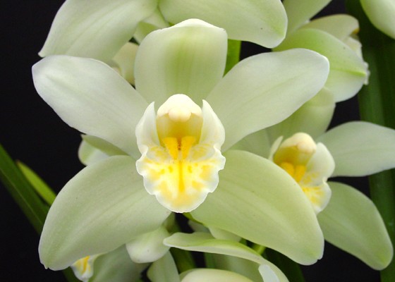 Cymbidium Sleeping Dream 'Santa Barbara'
