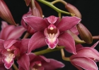 Cymbidium Sumatra 'Stunner'