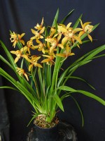 Cymbidium Super Freak