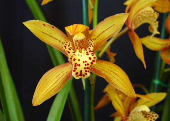 Cymbidium Super Freak
