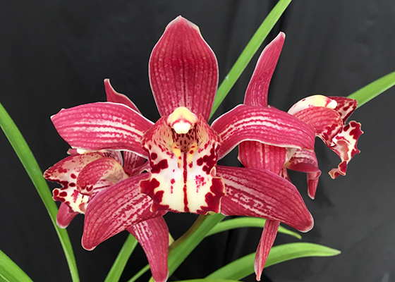 Cymbidium T-Rex Red