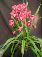 Cymbidium Via Volcano 'Flash'