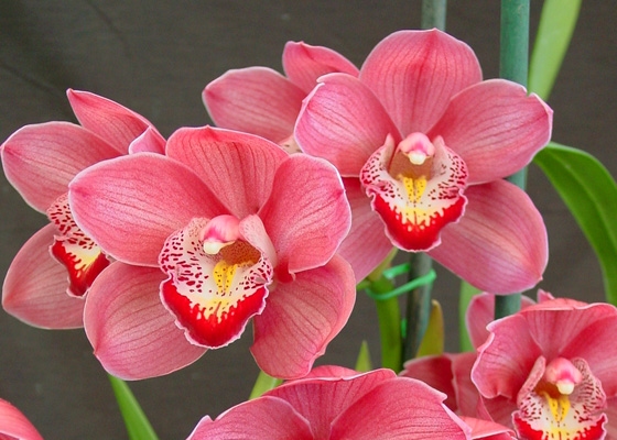 Cymbidium Via Volcano 'Flash'