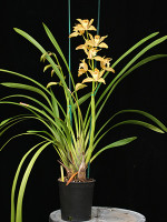 Cymbidium Wiganianum