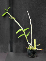 Dendrobium anosum