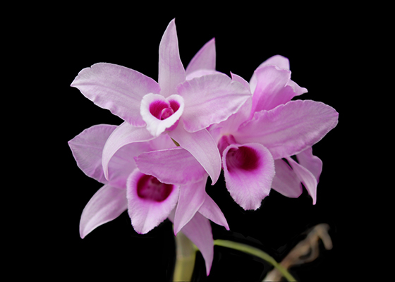 Dendrobium anosum