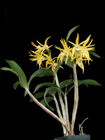 Dendrobium Aussie Aurora 'Circinus Glow'