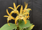 Dendrobium Aussie Aurora 'Sunbeam'