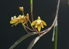 Dendrobium Aussie Fireflies