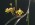 Dendrobium Aussie Fireflies