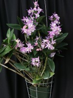 Dendrobium Bob Napier 'Powder Pink'